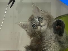 -青奢宠物·青奢猫舍