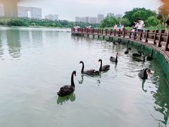 -五缘湾湿地公园