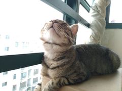 -艾贝尔宠物医院·狂犬免疫点(江山金象城店)