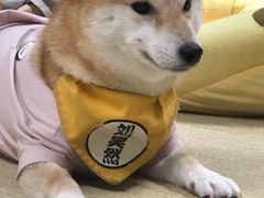 -逗柴咖啡屋·狗咖猫咖宠物桌游