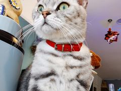 -平行世界·猫咖(首经贸店)