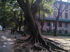 -中山大学学者灵芝(园南路店)