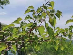 -大岭沟猕猴桃谷风景区