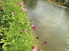 -亚龙湾国际玫瑰谷