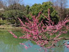 -杭州植物园
