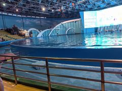 -海合安青岛极地海洋公园