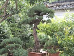 -凤凰寺