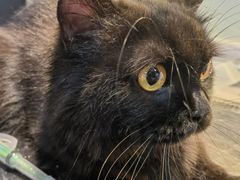 -御宝贝·A梦猫科宠物医院(国际猫友好医院)