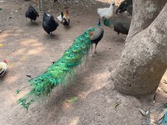 -中国科学院西双版纳热带植物园