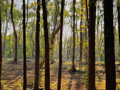 -上海海湾国家森林公园