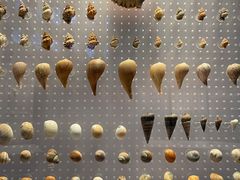 -贝林大翅鲸简餐厅(国家海洋博物馆店)