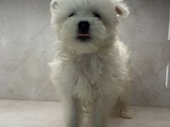 -翊宠yipet猫狗购宠庄园犬舍•猫舍