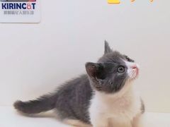-十年猫舍·猫咪专门店(普陀店)