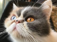 -平行世界·猫咖(首经贸店)