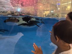 -帝企鹅自助餐厅•儿童岛•真企鹅(长隆企鹅酒店)