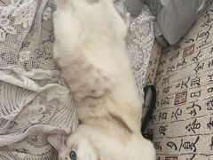 -Bastet sally猫舍购宠(静安店)
