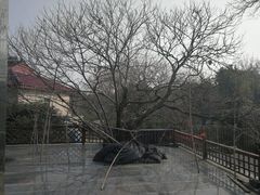 -张鸟园农家乐(张鸟园店)
