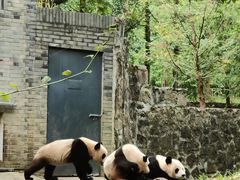 -中国大熊猫保护研究中心雅安碧峰峡基地