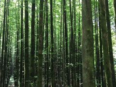 -山王坪喀斯特国家生态公园