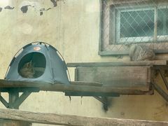 -青藏高原野生动物园
