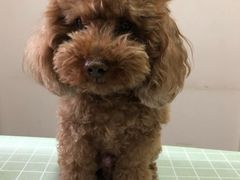 -美联众合爱康动物医院•复杂内科•肿瘤科•牙科•腔镜诊疗中心
