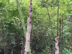 -都江堰中华大熊猫苑