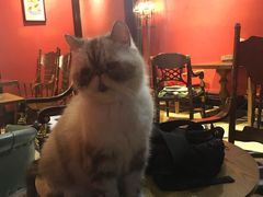 -猫色咖啡·猫咖