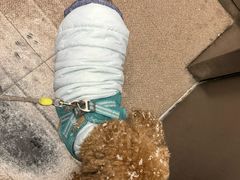 -宠福鑫动物医院(城北分院)