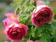 -兰陵国家农业公园