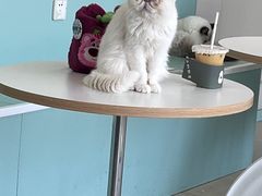 -怪兽屋·羊驼·猫咖·狗咖(俊华广场店)