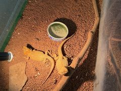 -上海大自然野生昆虫馆(东方明珠·爬宠昆虫探索中心)