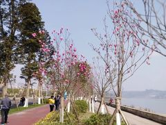 -张坝桂圆林公园