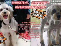 -圆子宠物