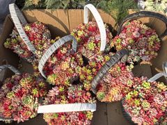 -龙大花卉苗木市场