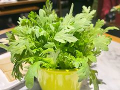 茼蒿菜-今日炊牛·潮汕牛肉火锅(华采天地店)