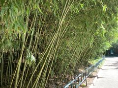 -皇家御河游(紫御湾码头)