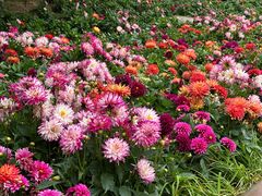 -青藏高原野生动物园