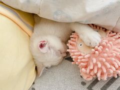 -lincat·猫舍(广州店)