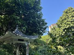 -金花茶公园