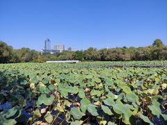 -长春市南湖公园