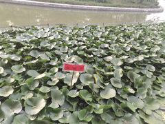 -洛阳市隋唐城遗址植物园