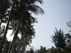 -万绿园