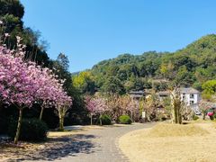 -雁南飞茶田景区