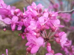 -素满香·素食自助餐(苏州·临顿路店)