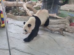 -灵玲国际马戏城