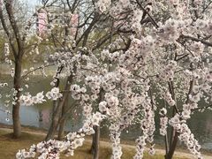 -桃花堤公园