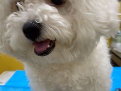-瑞派·爱瑞可动物医院·口腔专科(广华新城分院)