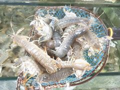 皮皮虾-四海鲜渔家菜(黄金海岸店)