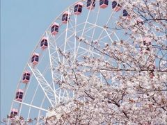 -顾村公园