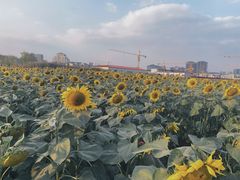 -映月湖中央公园